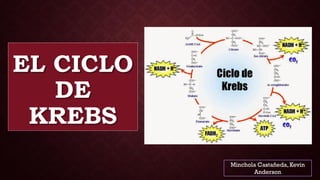EL CICLO
DE
KREBS
Minchola Castañeda,Kevin
Anderson
 