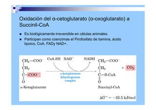 Oxidación del α-cetoglutarato (α-oxoglutarato) a
Succinil-CoA
 Es biológicamente irreversible en células animales.
 Participan como coenzimas el Pirofosfato de tiamina, ácido
lipoico, CoA, FADy NAD+.
 