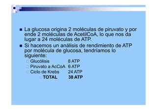 La glucosa origina 2 moléculas de piruvato y por
ende 2 moléculas de AcetilCoA, lo que nos da
lugar a 24 moléculas de ATP.
 Si hacemos un análisis de rendimiento de ATP
por molécula de glucosa, tendríamos lo
siguiente:
 Glucólisis 8 ATP
 Piruvato a AcCoA 6 ATP
 Ciclo de Krebs
 TOTAL
24 ATP
38 ATP
 