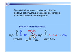 O
O O
H3C C C
HSCoA
NAD+
NADH
+ CO2
Pyruvate Dehydrogenase
pyruvate
O
H3C C S CoA
acetyl-CoA
El acetil-CoA se forma por descarboxilación
oxidativa del piruvato, por la acción del complejo
enzimático piruvato deshidrogenasa
 