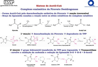 Síntese de Acetil-CoA
-Complexo enzimático da Piruvato Desidrogenase
- Forma Acetil-CoA pela descarboxilação oxidativa do Piruvato  reação irreversível
- Braço da lipoamida canaliza a reação entre os sítios catalíticos do complexo catalítico
1º REAÇÃO  descarboxilação do Piruvato  dependente de TPP
2º REAÇÃO  grupo hidroxietil transferido do TPP para Lipoamida  Transacetilase
- envolve a oxidação da carboxila e redução da lipoamida S–S  H–S + S–Acetil
 