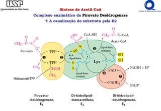 Síntese de Acetil-CoA
Complexo enzimático da Piruvato Desidrogenase
 A canalização do substrato pela E2
 