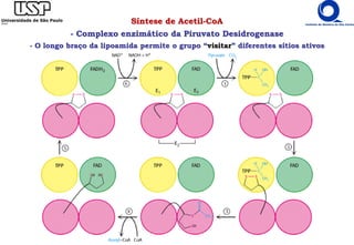 Síntese de Acetil-CoA
- Complexo enzimático da Piruvato Desidrogenase
- O longo braço da lipoamida permite o grupo “visitar” diferentes sítios ativos
 