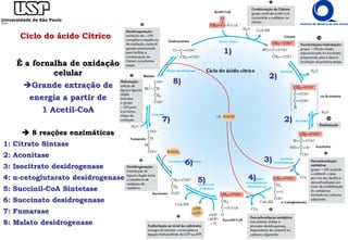 Ciclo do ácido Cítrico
É a fornalha de oxidação
celular
Grande extração de
energia a partir de
1 Acetil-CoA
 8 reações enzimáticas
1: Citrato Sintase
2: Aconitase
3: Isocitrato desidrogenase
4: α-cetoglutarato desidrogenase
5: Succinil-CoA Sintetase
6: Succinato desidrogenase
7: Fumarase
8: Malato desidrogenase
1)
2)
2)
3)
4)
5)
6)
7)
8)
 