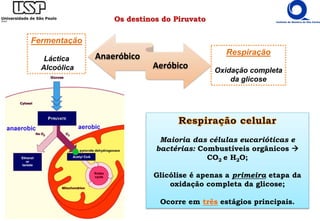 Anaeróbico
Aeróbico
Fermentação
Láctica
Alcoólica
Respiração
Oxidação completa
da glicose
Maioria das células eucarióticas e
bactérias: Combustíveis orgânicos 
CO2 e H2O;
Glicólise é apenas a primeira etapa da
oxidação completa da glicose;
Ocorre em três estágios principais.
Os destinos do Piruvato
 