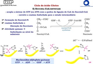 Ciclo do ácido Cítrico
5) SUCCINIL-COA-SINTETASE
- acopla a síntese de GTP (ou ATP) com a quebra da ligação de CoA do Succinil-CoA
- envolve a enzima fosforilada para o estado intermediário
1º: formação do Succinil-Pi
2º: enzima fosforilada e
liberação do Succinato
3º: Atividade quinase 
fosforilação ao nível do
substrato
Nucleosídeo-difosfato-quinase
GTP + ADP → GDP + ATP
 