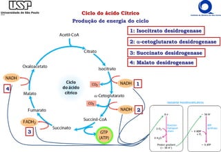 Ciclo do ácido Cítrico
Produção de energia do ciclo
1: Isocitrato desidrogenase
1
2: α-cetoglutarato desidrogenase
2
3: Succinato desidrogenase
3
4: Malato desidrogenase
4
 