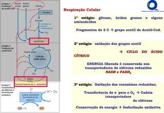 Respiração Celular
1º estágio: glicose, ácidos graxos e alguns
aminoácidos
Fragmentos de 2 C  grupo acetil da Acetil-CoA
2º estágio: oxidação dos grupos acetil
 CICLO DO ÁCIDO
CÍTRICO
ENERGIA liberada é conservada nos
transportadores de elétrons reduzidos
NADH e FADH2
3º estágio: Oxidação das coenzimas reduzidas;
Transferência de e- para o O2  Cadeia
transportadora
de elétrons
Conservação de energia  fosforilação oxidativa
 