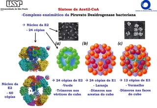 Síntese de Acetil-CoA
-Complexo enzimático da Piruvato Desidrogenase bacteriana
 24 cópias de E2
-Verde
-Trímeros nos
vértices do cubo
 12 cópias de E3
- Vermelho
-Dímeros nas faces
do cubo
 24 cópias de E1
- Laranja
-Dímeros nas
arestas do cubo
 Núcleo da E2
- 24 cópias
Núcleo da
E2
- 60
cópias
 