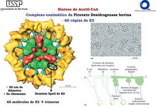 Síntese de Acetil-CoA
-Complexo enzimático da Piruvato Desidrogenase bovina
- 60 cópias de E2
~ 50 nm de
diâmetro
> 5x ribossomo
60 moléculas de E2  trímeros
Domínio lipoil de E2
 
