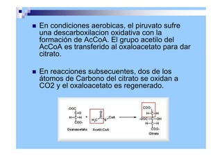En condiciones aerobicas, el piruvato sufre
una descarboxilacion oxidativa con la
formación de AcCoA. El grupo acetilo del
AcCoA es transferido al oxaloacetato para dar
citrato.
 En reacciones subsecuentes, dos de los
átomos de Carbono del citrato se oxidan a
CO2 y el oxaloacetato es regenerado.
 
