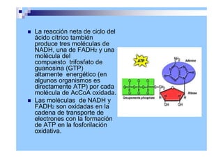 La reacción neta de ciclo del
ácido cítrico también
produce tres moléculas de
NADH, una de FADH2 y una
molécula del
compuesto trifosfato de
guanosina (GTP)
altamente energético (en
algunos organismos es
directamente ATP) por cada
molécula de AcCoA oxidada.
 Las moléculas de NADH y
FADH2 son oxidadas en la
cadena de transporte de
electrones con la formación
de ATP en la fosforilación
oxidativa.
 