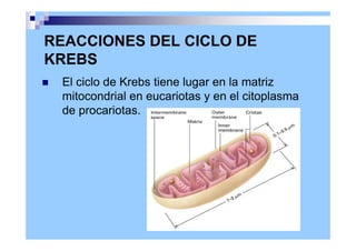 El ciclo de Krebs tiene lugar en la matriz
mitocondrial en eucariotas y en el citoplasma
de procariotas.
REACCIONES DEL CICLO DE
KREBS
 