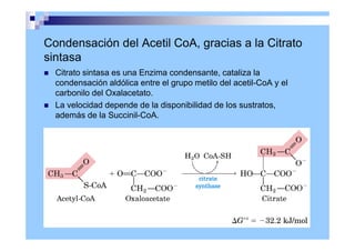 Condensación del Acetil CoA, gracias a la Citrato
sintasa
 Citrato sintasa es una Enzima condensante, cataliza la
condensación aldólica entre el grupo metilo del acetil-CoA y el
carbonilo del Oxalacetato.
 La velocidad depende de la disponibilidad de los sustratos,
además de la Succinil-CoA.
 