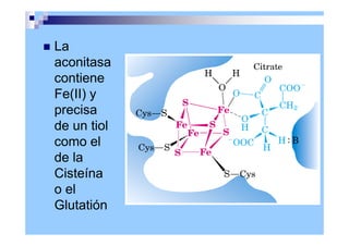 La
aconitasa
contiene
Fe(II) y
precisa
de un tiol
como el
de la
Cisteína
o el
Glutatión
 