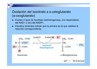 Oxidación del Isocitrato a α-cetoglutarato
(α-oxoglutarato)
 Existen 2 tipos de Isocitrato deshidrogenasa, uno dependiente
del NAD+ y otro del NADP+.
 Estudios recientes indican que la primera es la que cataliza la
reacción correspondiente.
 