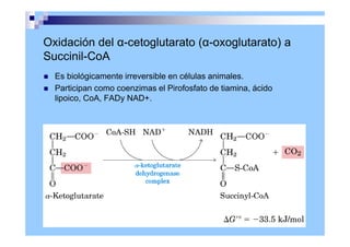 Oxidación del α-cetoglutarato (α-oxoglutarato) a
Succinil-CoA
 Es biológicamente irreversible en células animales.
 Participan como coenzimas el Pirofosfato de tiamina, ácido
lipoico, CoA, FADy NAD+.
 
