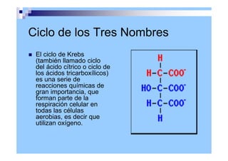 El ciclo de Krebs
(también llamado ciclo
del ácido cítrico o ciclo de
los ácidos tricarboxílicos)
es una serie de
reacciones químicas de
gran importancia, que
forman parte de la
respiración celular en
todas las células
aerobias, es decir que
utilizan oxígeno.
Ciclo de los Tres Nombres
 