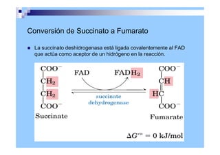 Conversión de Succinato a Fumarato
 La succinato deshidrogenasa está ligada covalentemente al FAD
que actúa como aceptor de un hidrógeno en la reacción.
 
