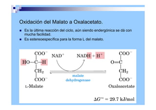 Oxidación del Malato a Oxalacetato.
 Es la última reacción del ciclo, aún siendo endergónica se dá con
mucha facilidad.
 Es estereoespecífica para la forma L del malato.
 