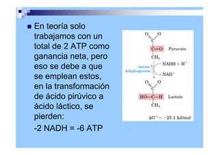 En teoría solo
trabajamos con un
total de 2 ATP como
ganancia neta, pero
eso se debe a que
se emplean estos,
en la transformación
de ácido pirúvico a
ácido láctico, se
pierden:
-2 NADH = -6 ATP
 