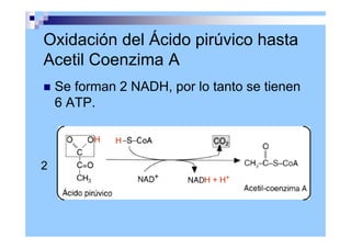 Oxidación del Ácido pirúvico hasta
Acetil Coenzima A
 Se forman 2 NADH, por lo tanto se tienen
6 ATP.
2
H
H
H + H+
+
 