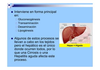 Interviene en forma principal
en:
 Gluconeogénesis
 Transaminación
 Desaminación
 Lipogénesis
 Algunos de estos procesos se
llevan a cabo en los tejidos
pero el hepático es el único
donde ocurren todos, por lo
que una Cirrosis o una
Hepatitis aguda afecta este
proceso.
Hepar = Hígado
 