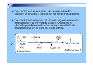 En condiciones anaerobias, las células animales
reducen el piruvato a lactato, en las levaduras a etanol.
 En condiciones aerobias, el piruvato ingresa a la matriz
mitocondrial y es convertido a acetil-Coenzima A
(AcCoA) para llevar estos Carbonos a su estado de
oxidación total en el ciclo del ácido cítrico.
2
H
H
H + H+
+
 
