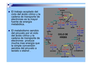 El trabajo acoplado del
ciclo del ácido cítrico y la
cadena de transporte de
electrones es la mayor
fuente de energía
metabólica.
 El metabolismo aerobio
del piruvato por el ciclo
del ácido cítrico y la
cadena de transporte de
electrones produce
mucha mas energía que
la simple conversión
aerobia del piruvato a
lactato o etanol .
 