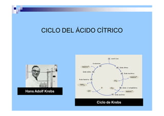 CICLO DEL ÁCIDO CÍTRICO
Ciclo de Krebs
Hans Adolf Krebs
 