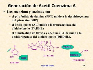 Detailed Biochemical Pathways of the Krebs Cycle and Acetyl Coenzyme A ...
