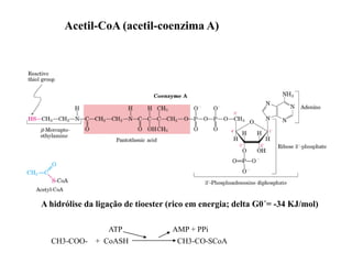 A hidrólise da ligação de tioester (rico em energia; delta G0´= -34 KJ/mol)
Acetil-CoA (acetil-coenzima A)
CH3-COO- + CoASH CH3-CO-SCoA
ATP AMP + PPi
 