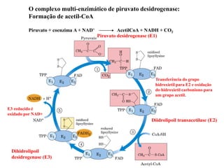 O complexo multi-enzimático de piruvato desidrogenase:
Formação de acetil-CoA
Piruvato + coenzima A + NAD+ AcetilCoA + NADH + CO2
Piruvato desidrogenase (E1)
Diidrolipoil transacetilase (E2)
Transferência do grupo
hidroxietil para E2 e oxidação
do hidroxietil carboniono para
um grupo acetil.
Dihidrolipoil
desidrogenase (E3)
E3 reducido é
oxidado por NAD+
 