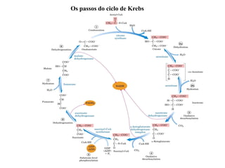 Os passos do ciclo de Krebs
 
