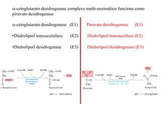 a-cetoglutarato desidrogenase complexo multi-enzimático funciona como
piruvato desidrogenase
a-cetoglutarato desidrogenase (E1) Piruvato desidrogenase (E1)
•Diidrolipoil transuccinilase (E2) Diidrolipoil transacetilase (E2)
•Diidrolipoil desidrogenase (E3) Diidrolipoil desidrogenase (E3)
 