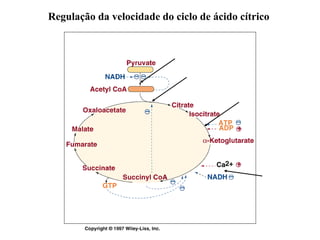 Regulação da velocidade do ciclo de ácido cítrico
 