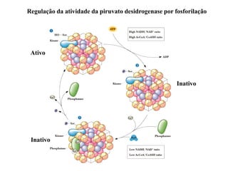 Regulação da atividade da piruvato desidrogenase por fosforilação
Inativo
Ativo
Inativo
 