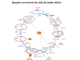 Reações reversíveis do ciclo de ácido cítrico
 
