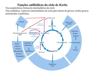 Funções anfibólicas do ciclo de Krebs
Vias anapleróticas fornecem intermediários do ciclo.
Vias anabólicas removem intermediários do ciclo para síntese de glicose, ácidos graxos,
aminoácidos e porfirinas.
 