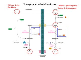 Transporte através da Membrana
Glicólise / gliconeogênese /
Síntese de ácidos graxos
Ciclo de Krebs /
b-oxidação
 