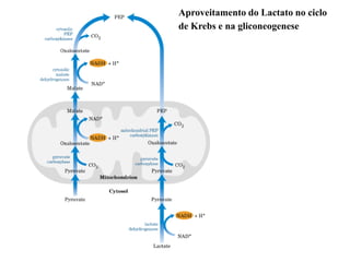 Aproveitamento do Lactato no ciclo
de Krebs e na gliconeogenese
 