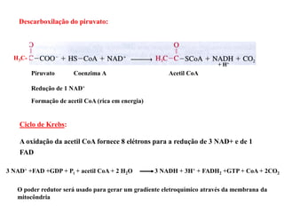 3 NAD+ +FAD +GDP + Pi + acetil CoA + 2 H2O 3 NADH + 3H+ + FADH2 +GTP + CoA + 2CO2
Ciclo de Krebs:
A oxidação da acetil CoA fornece 8 elétrons para a redução de 3 NAD+ e de 1
FAD
Descarboxilação do piruvato:
Piruvato Coenzima A Acetil CoA
Redução de 1 NAD+
Formação de acetil CoA (rica em energia)
O poder redutor será usado para gerar um gradiente eletroquímico através da membrana da
mitocôndria
H3C-
+ H+
 