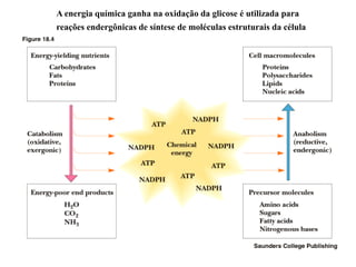A energia química ganha na oxidação da glicose é utilizada para
reações endergônicas de síntese de moléculas estruturais da célula
 
