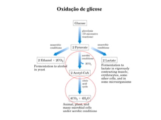 Oxidação de glicose
 