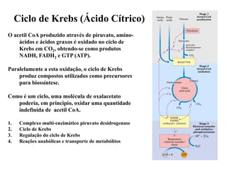 O acetil CoA produzido através de piruvato, amino-
ácidos e ácidos graxos é oxidado no ciclo de
Krebs em CO2, obtendo-se como produtos
NADH, FADH2 e GTP (ATP).
Paralelamente a esta oxidação, o ciclo de Krebs
produz compostos utilizados como precursores
para biossíntese.
Como é um ciclo, uma molécula de oxalacetato
poderia, em principio, oxidar uma quantidade
indefinida de acetil CoA.
1. Complexo multi-enzimático piruvato desidrogenase
2. Ciclo de Krebs
3. Regulação do ciclo de Krebs
4. Reações anabólicas e transporte de metabólitos
Ciclo de Krebs (Ácido Cítrico)
 