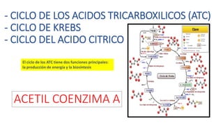 - CICLO DE LOS ACIDOS TRICARBOXILICOS (ATC)
- CICLO DE KREBS
- CICLO DEL ACIDO CITRICO
ACETIL COENZIMA A
El ciclo de los ATC tiene dos funciones principales:
la producción de energía y la biosíntesis
 