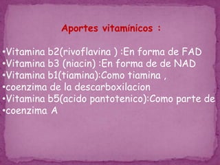 FUNCIONES DEL CICLO DE KREBS