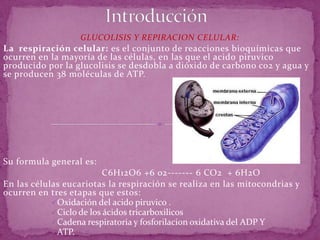 IntroducciónGLUCOLISIS Y REPIRACION CELULAR:La respiración celular: es el conjunto de reacciones bioquímicas que ocurren en la mayoría de las células, en las que el acido piruvico producido por la glucolisis se desdobla a dióxido de carbono co2 y agua y se producen 38 moléculas de ATP. Su formula general es: C6H12O6 +6 02------- 6 CO2 + 6H2O En las células eucariotas la respiración se realiza en las mitocondrias y ocurren en tres etapas que estos: Oxidación del acido piruvico .