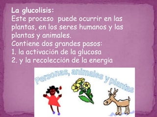 Ciclo de los ácidos tricarboxilicos