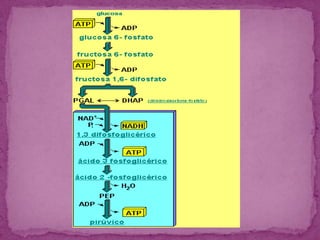 Cadena respiratoria y fosforilacionoxidativa del ADP Y